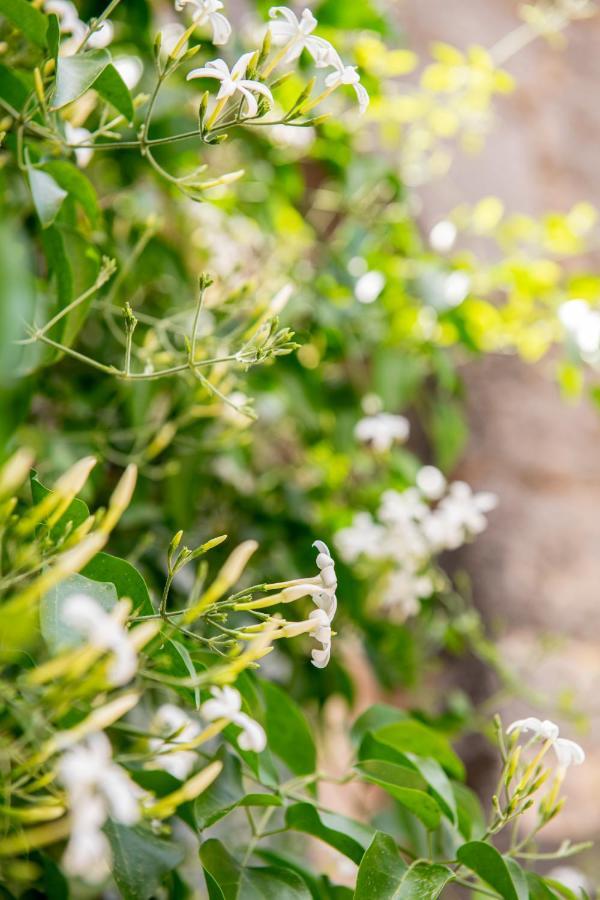 Farm stay Sa Pedrissa *